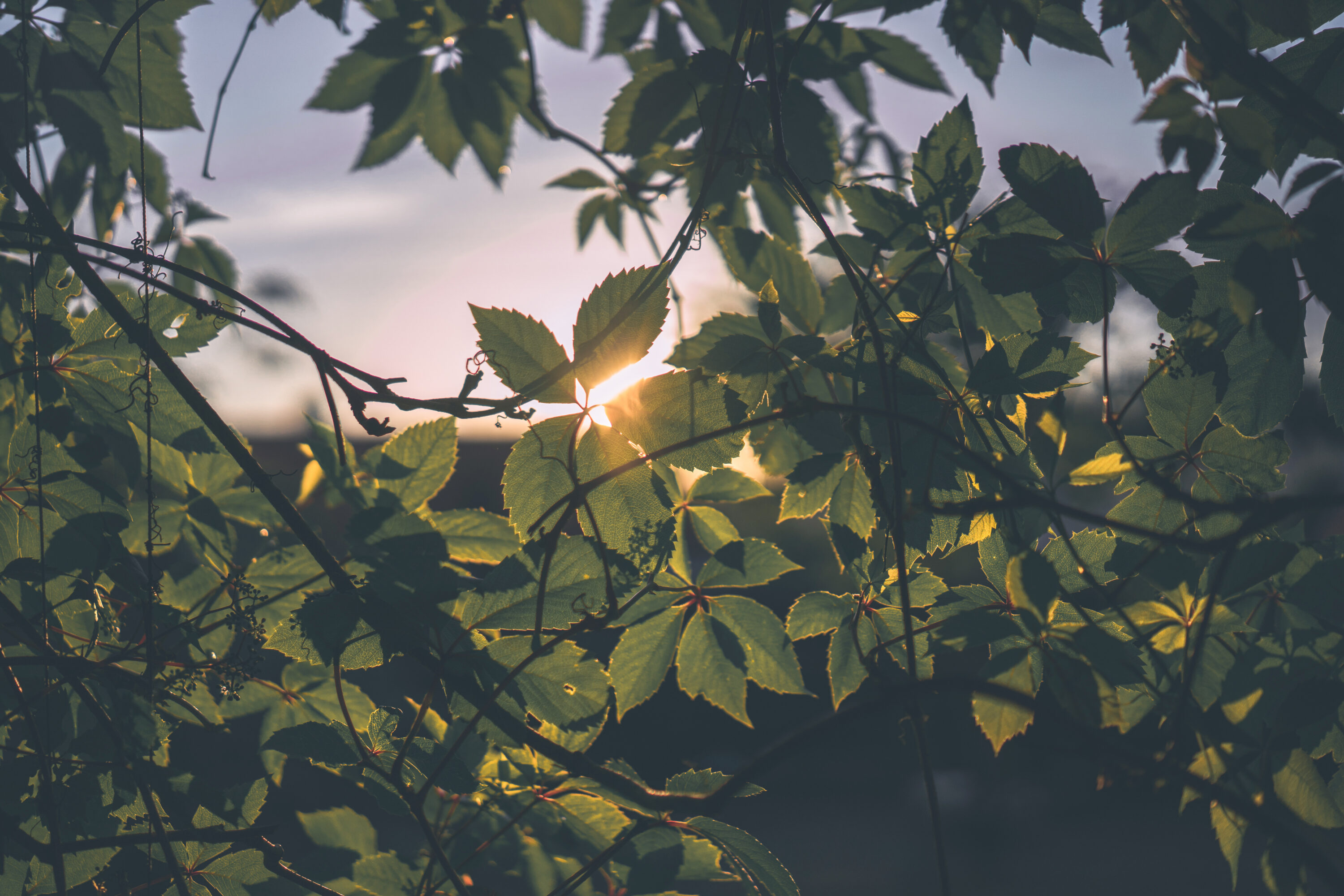 Jardin fin de journée, impact du changement d’heure sur les plantes