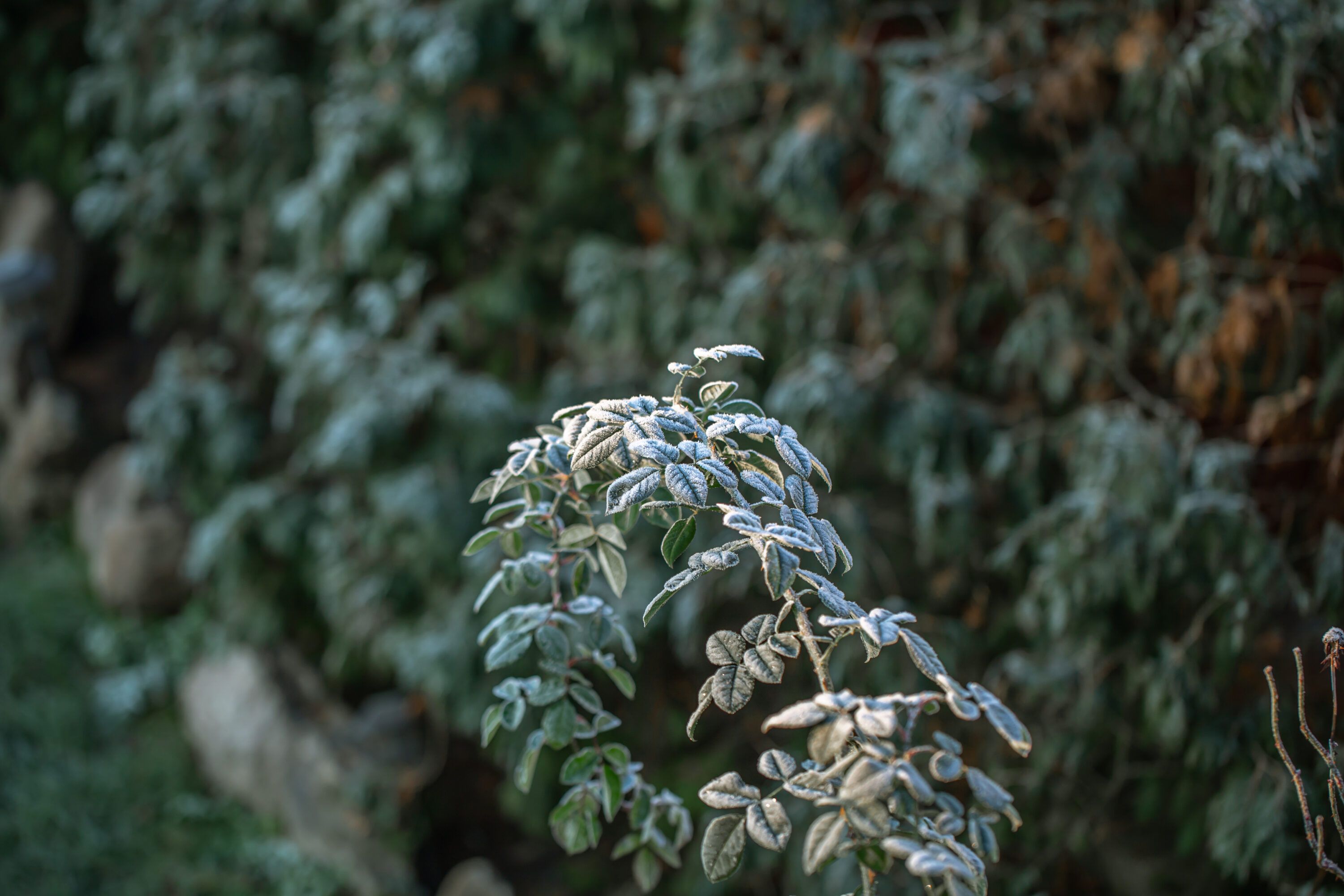 Branche et feuilles gelées à cause d’une température froide, impact du changement d’heure sur les plantes