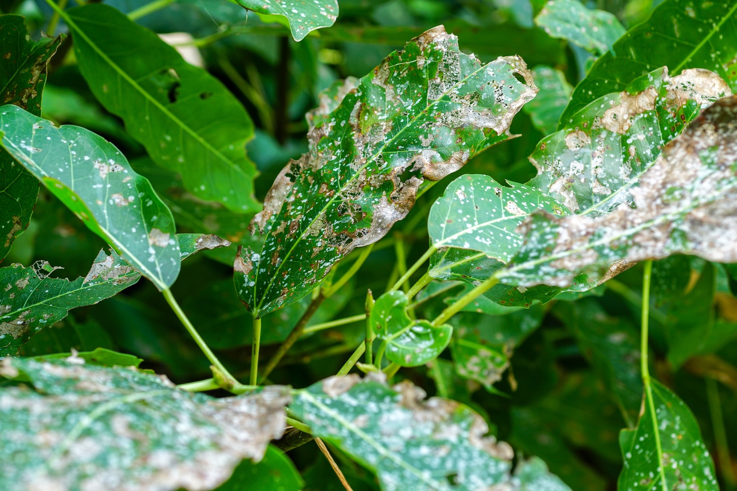 feuilles d’une plante affectées par une maladie, protéger et prévenir son jardin des maladies d’automne
