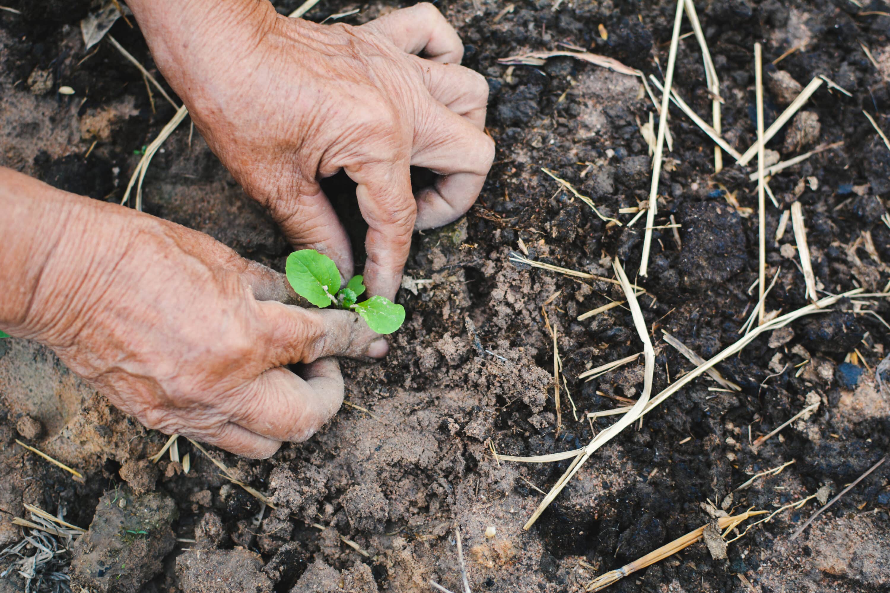 Mains plantant une jeune pousse dans de la terre, bienfaits du jardinage