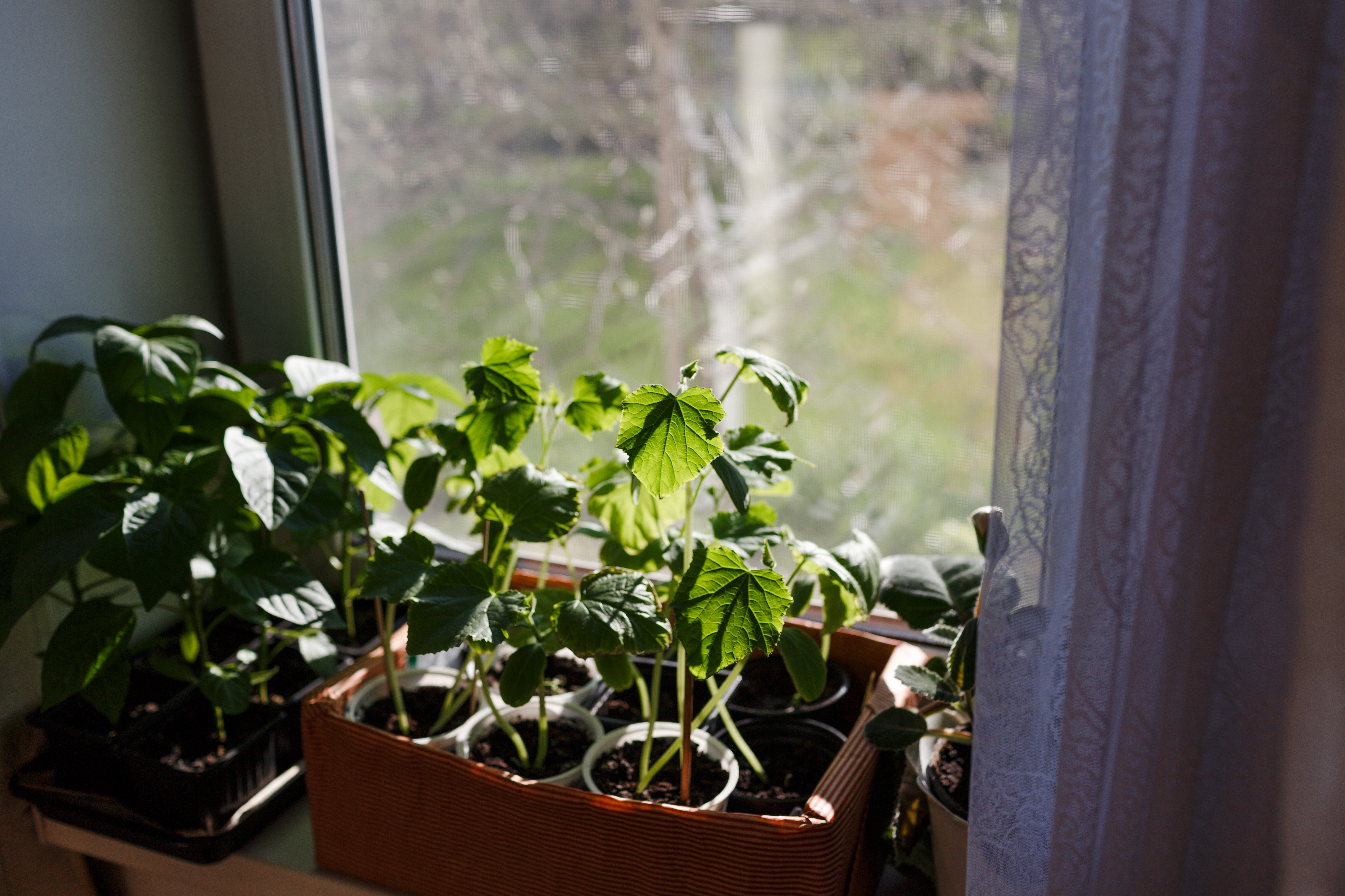 Pots de plantes près d’une fenêtre lumineuse, impact du changement d’heure sur les plantes