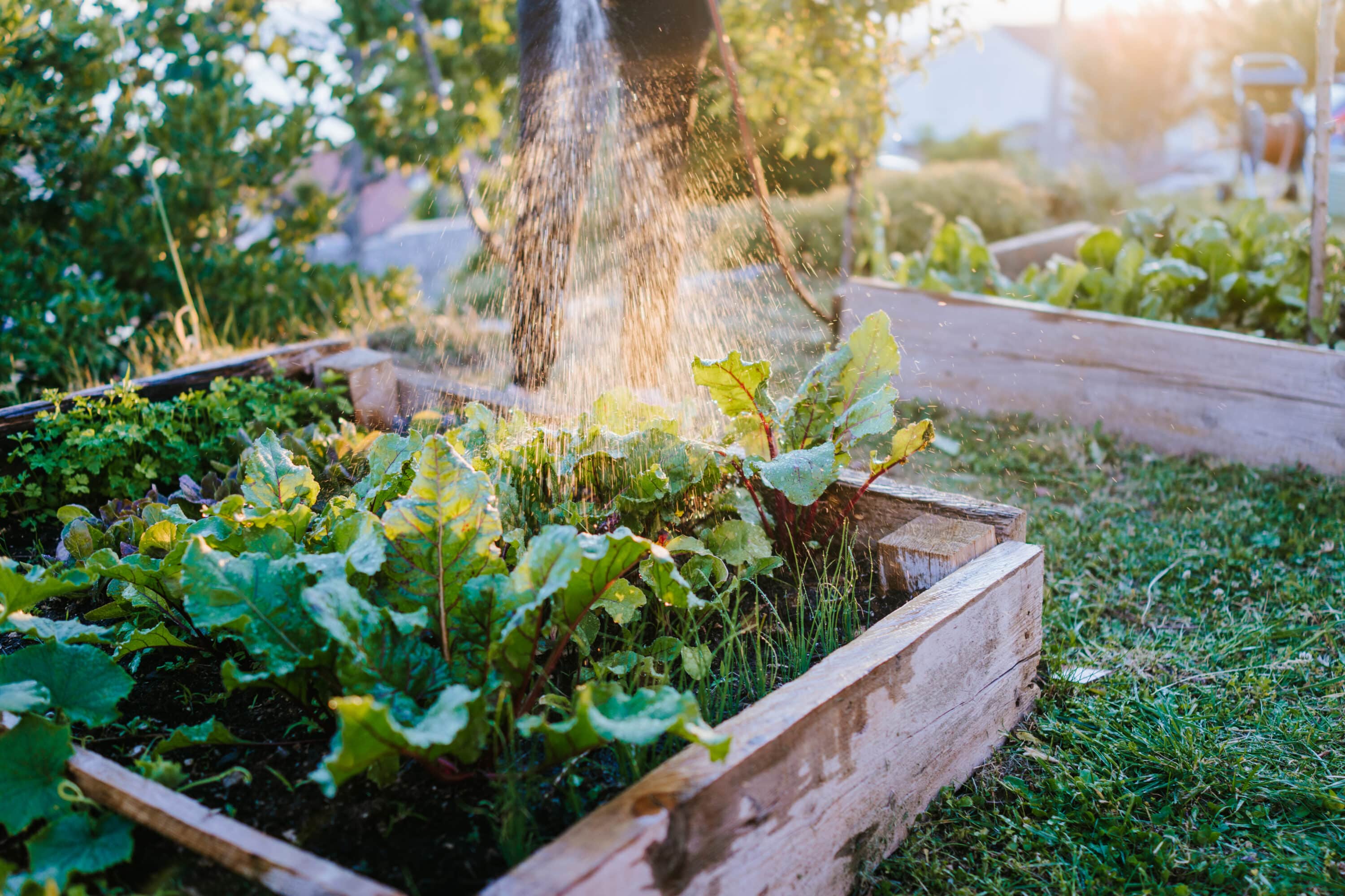 Arrosage de son potager à la maison, bienfaits du jardinage