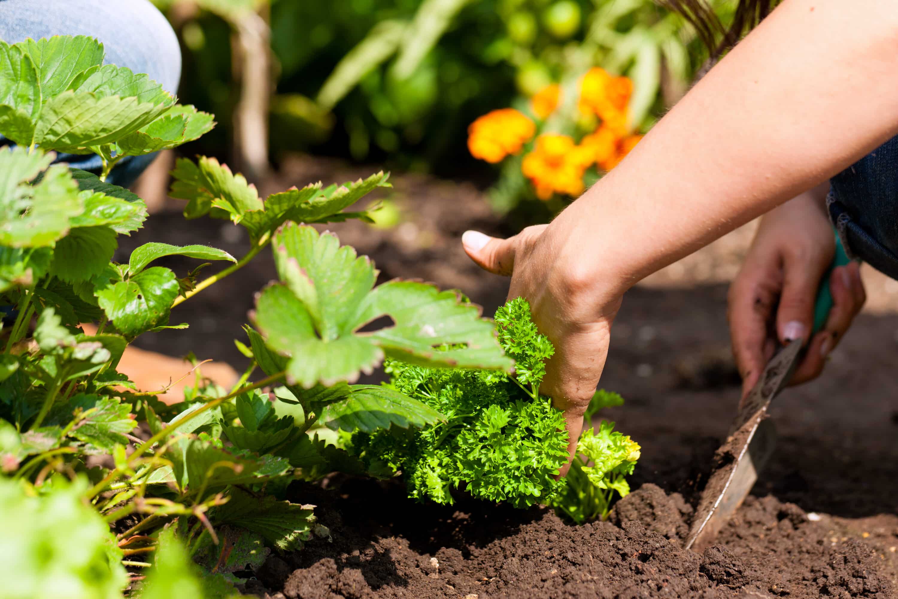 potager, ce qui change pour votre jardin en 2026