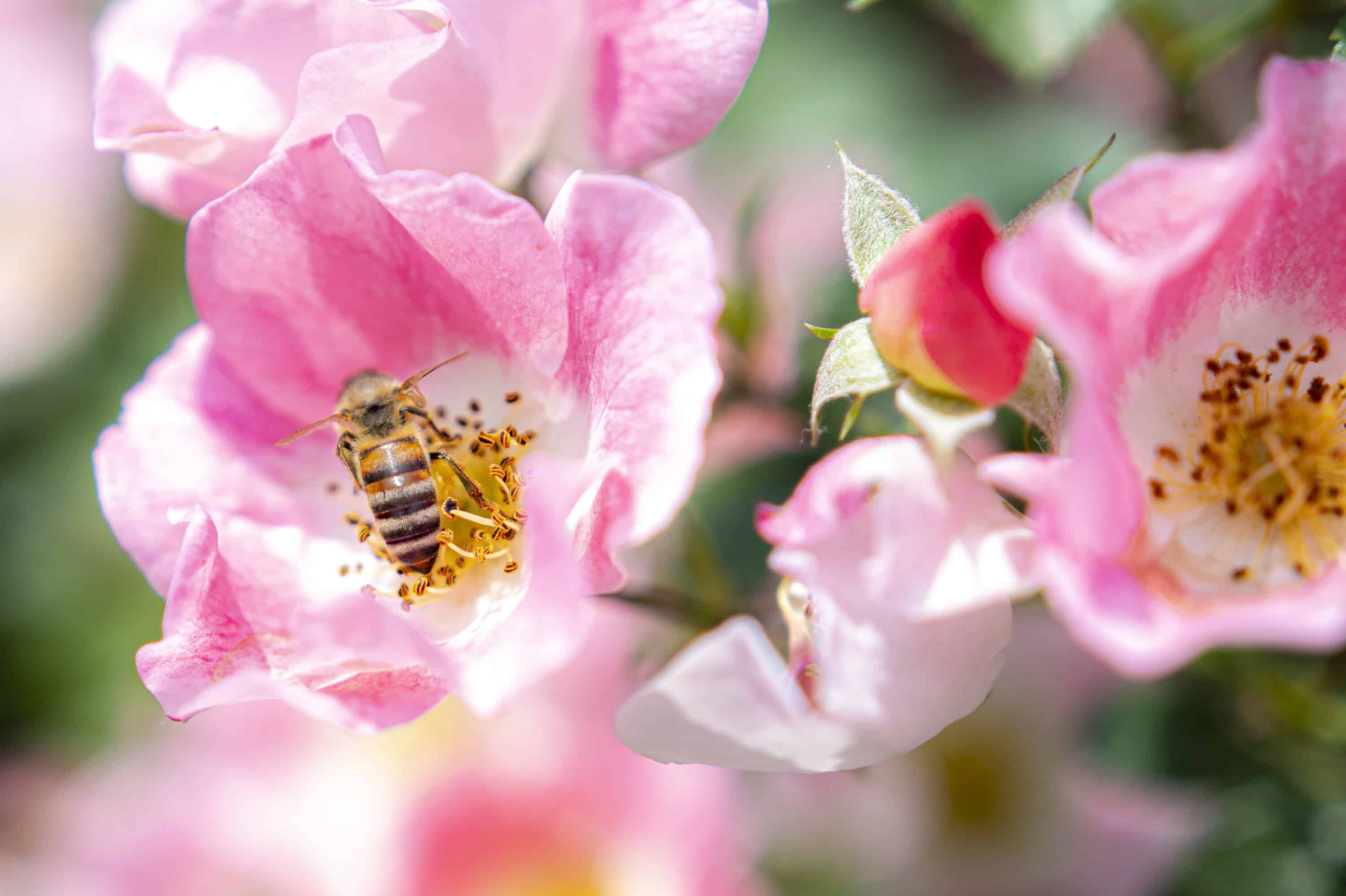 biodiversité dans le jardin, ce qui change pour votre jardin en 2026