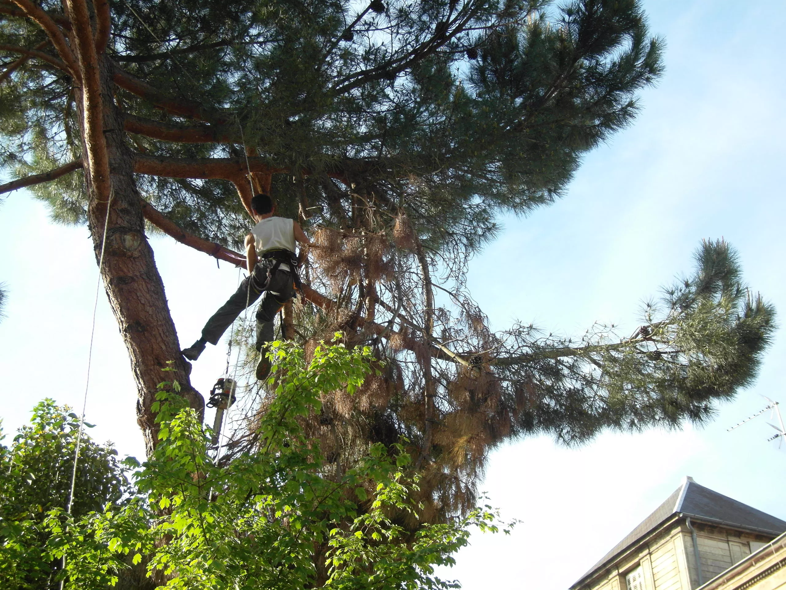 Tempête gironde Nils arbre Tempête gironde Nils arbre