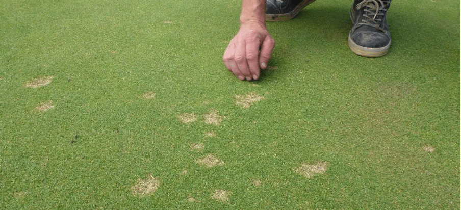 dollar spot Dollar spot, maladie fongique du gazon