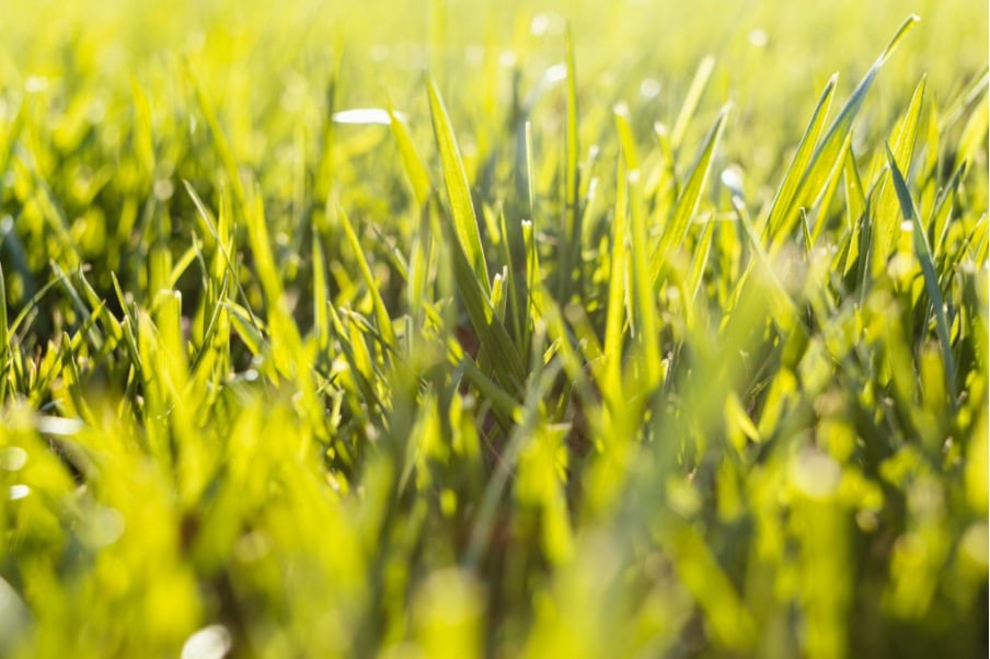 Mettre en place des traitements biologiques sains efficaces contre le Dollar spot sur pelouse