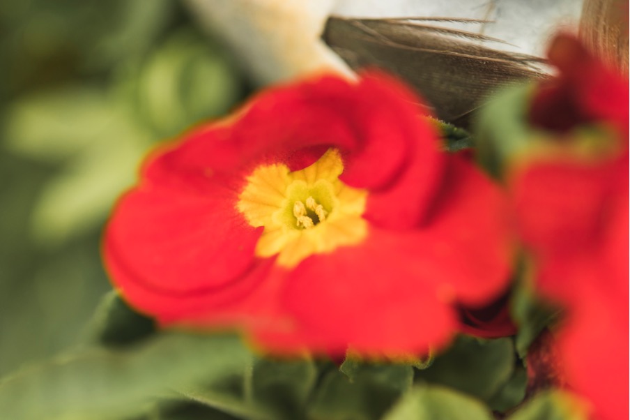 Capucines, plante aromatique souvent utilisée comme plante piège contre les pucerons.