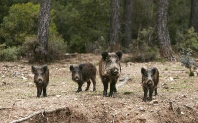Faire fuir les sangliers dans le Sud-Ouest : solutions efficaces et respectueuses de votre environnement