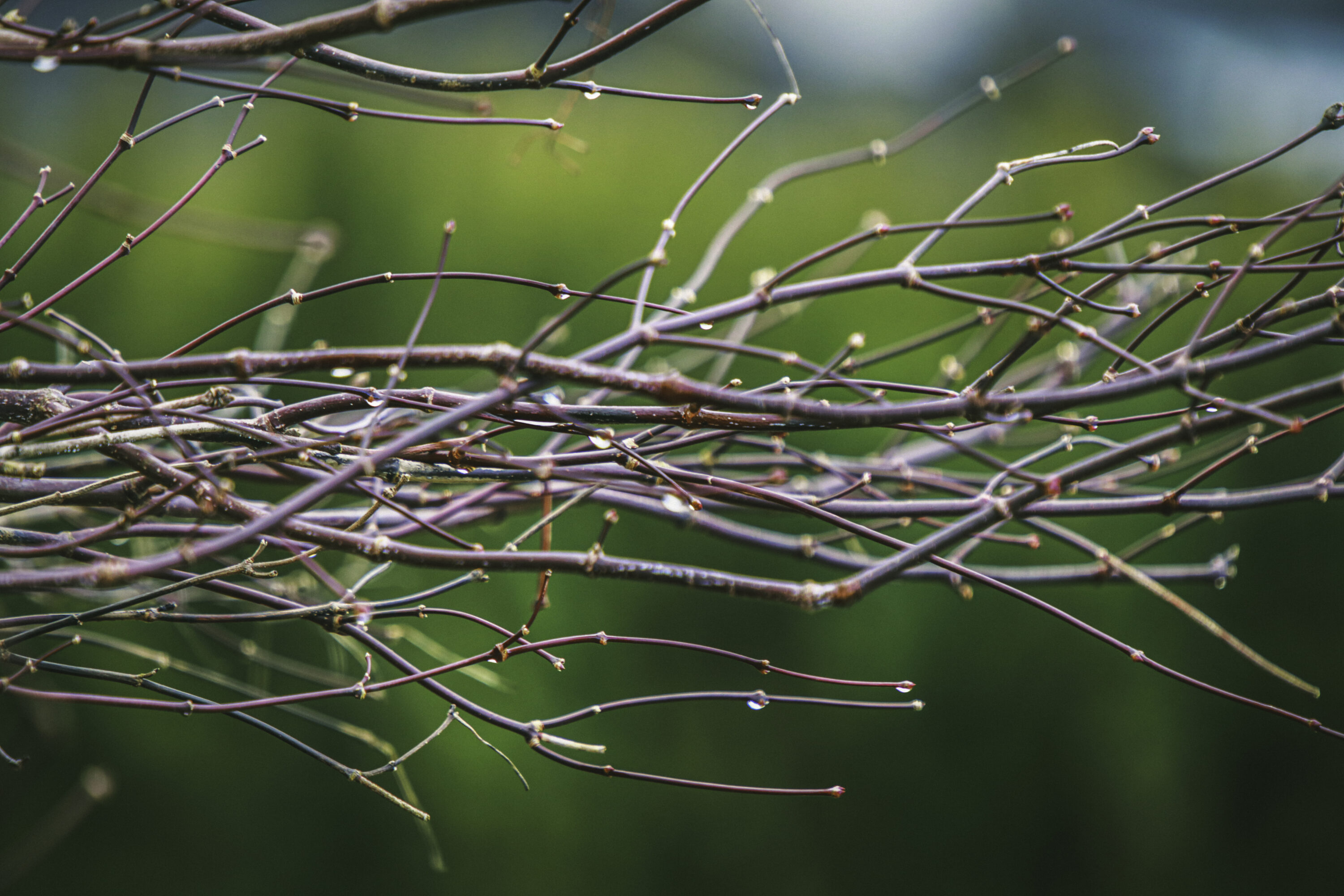 Gestion d’un contrat d’entretien espaces verts : professionnel notant des observations devant des plantes en pot.