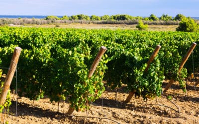 Entretien extérieur des domaines viticoles en Gironde : préserver l’image et le standing de votre propriété