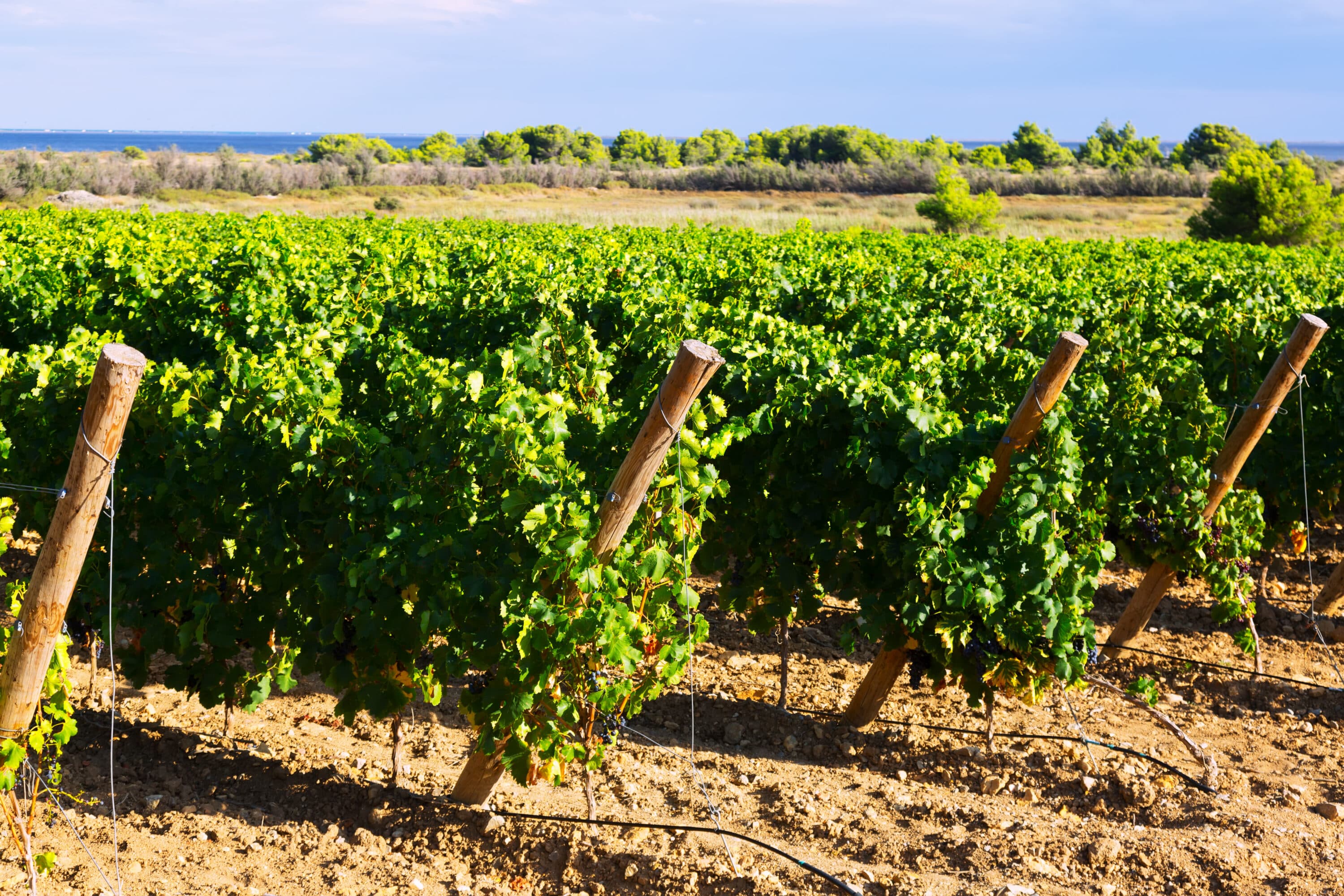 domaines viticoles l’entretien de domaines viticoles est nécessaire