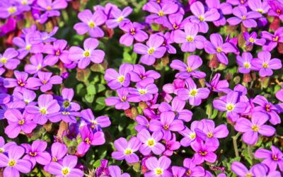 Le paillage vivant : comment les plantes couvre-sols protègent votre jardin de la canicule