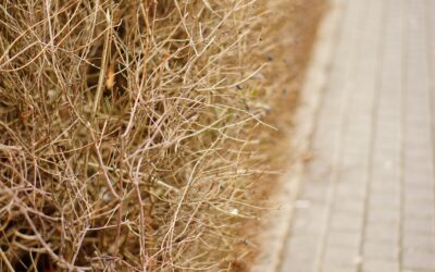 Jardin sec à Bordeaux et en Gironde : causes, conséquences et solutions pour un jardin durable