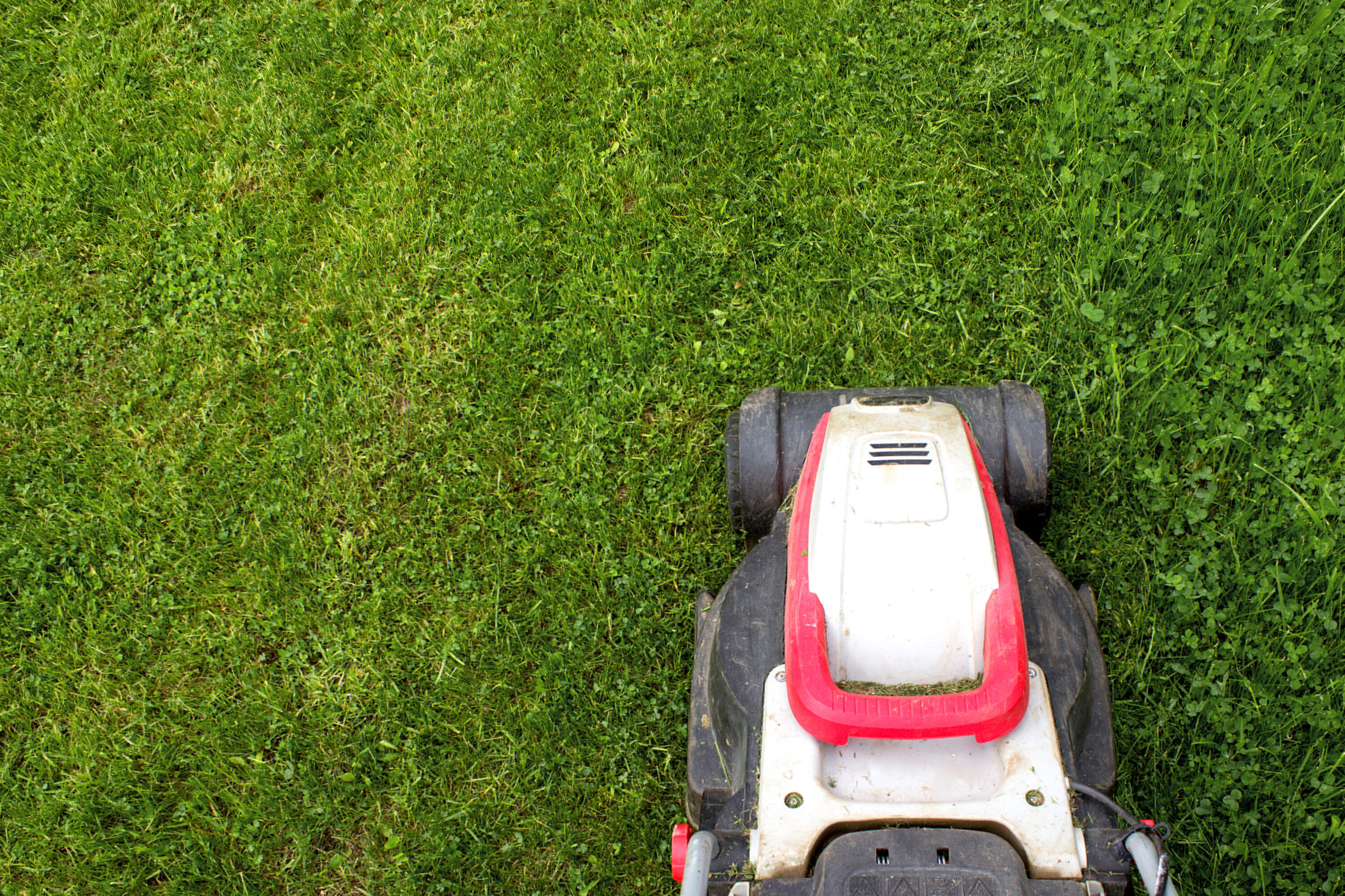 Tonte d'une pelouse avant l'été pour entretenir un gazon dense et esthétique
