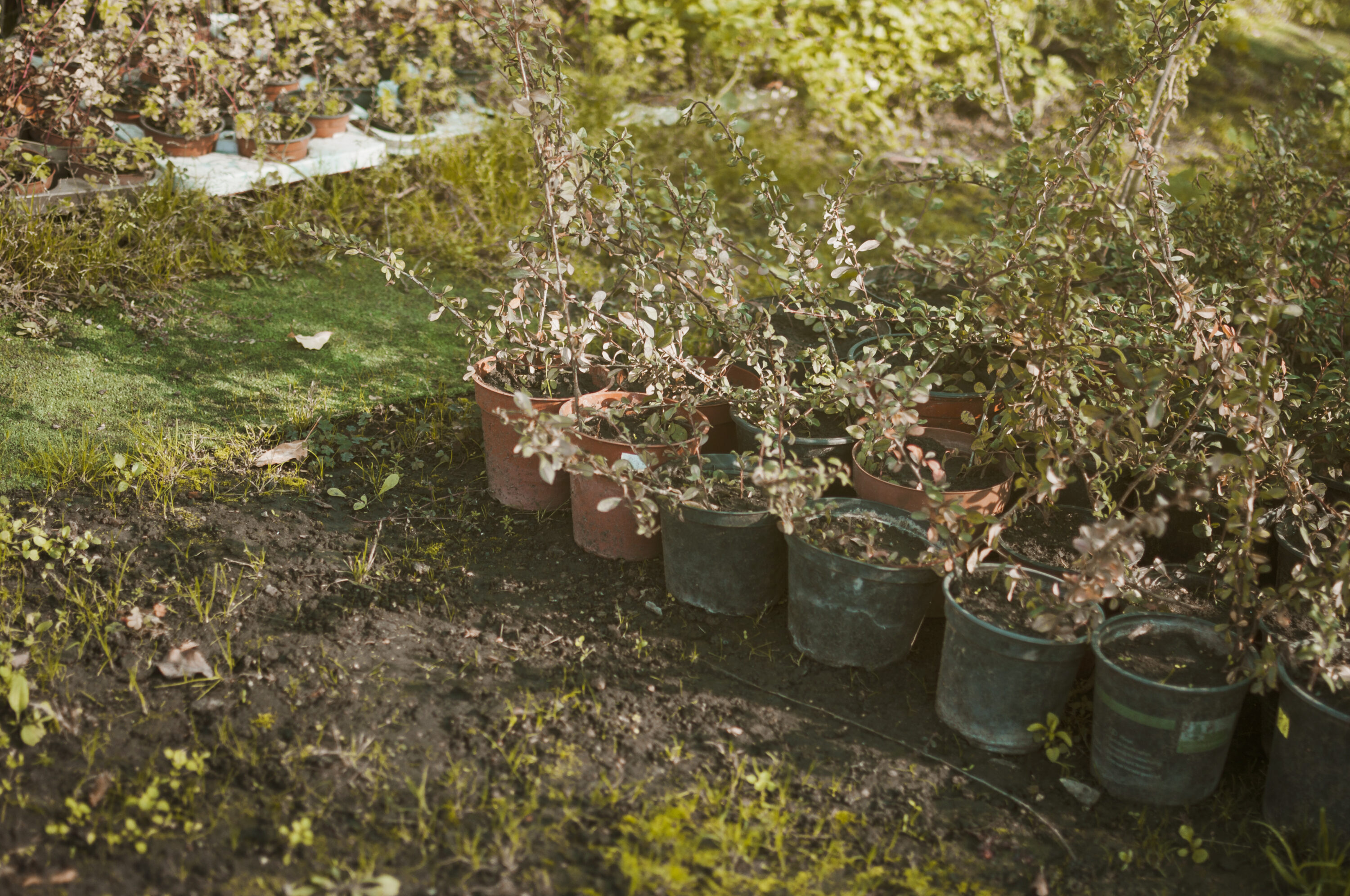 Perte de biodiversité dans un jardin avec végétation clairsemée et espaces dénudés.