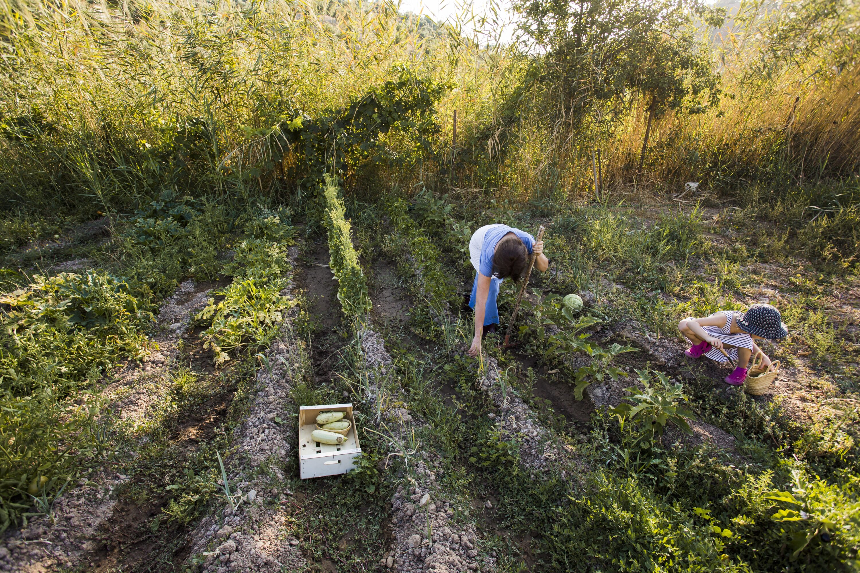 Potager familial en été avec un adulte et un enfant récoltant des légumes dans le jardin