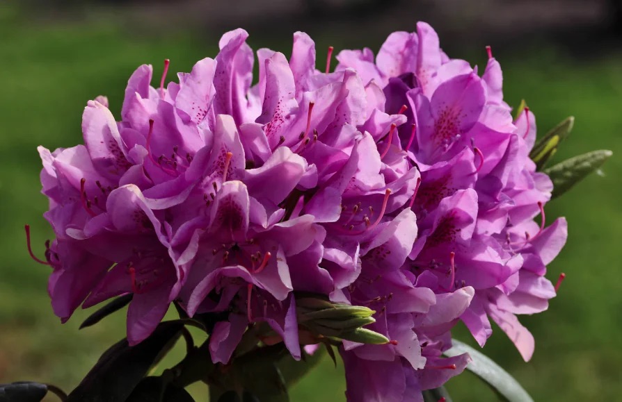 Floraison de rhododendron, arbuste sensible aux conditions de sol et d'exposition
