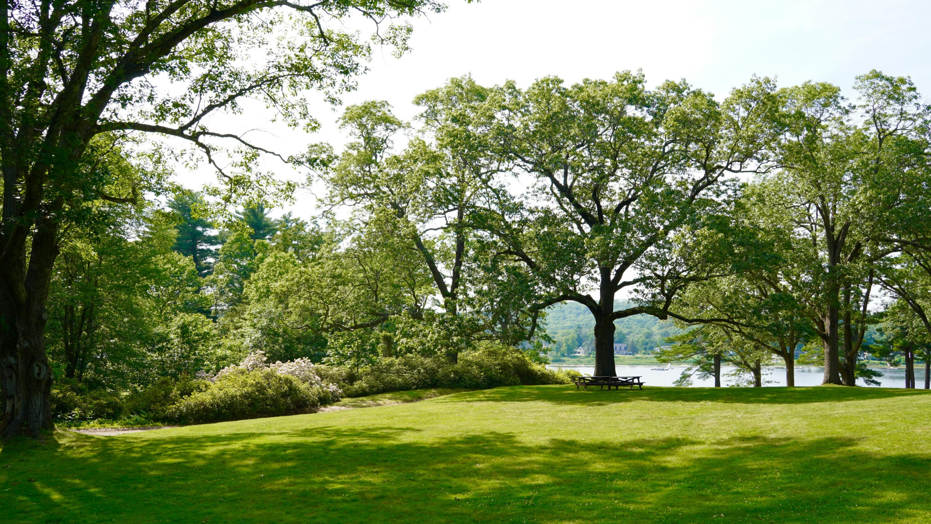 Pelouse verte ombragée par des arbres dans un jardin en été