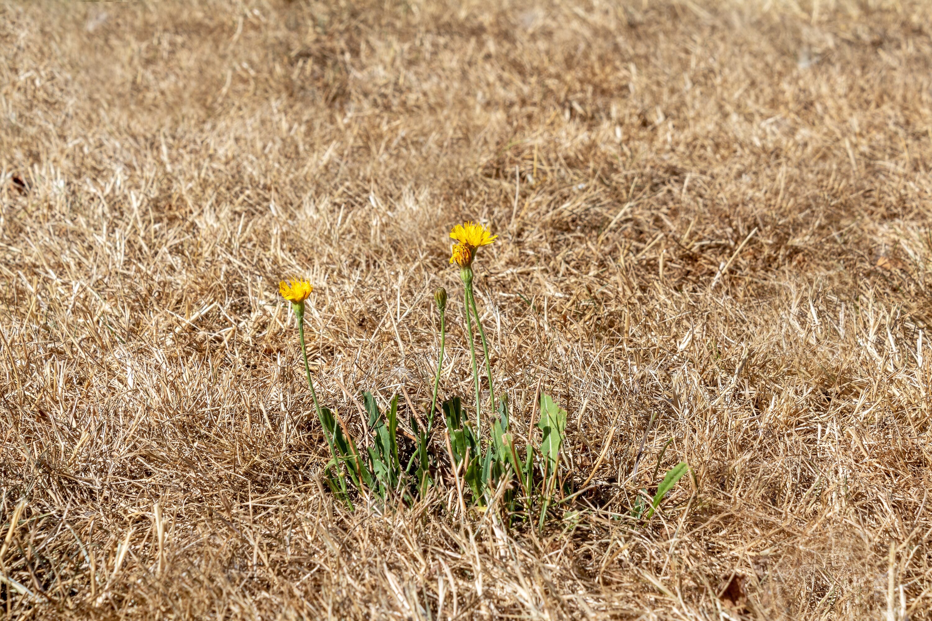 Pelouse jaunie par la sécheresse et la canicule en été