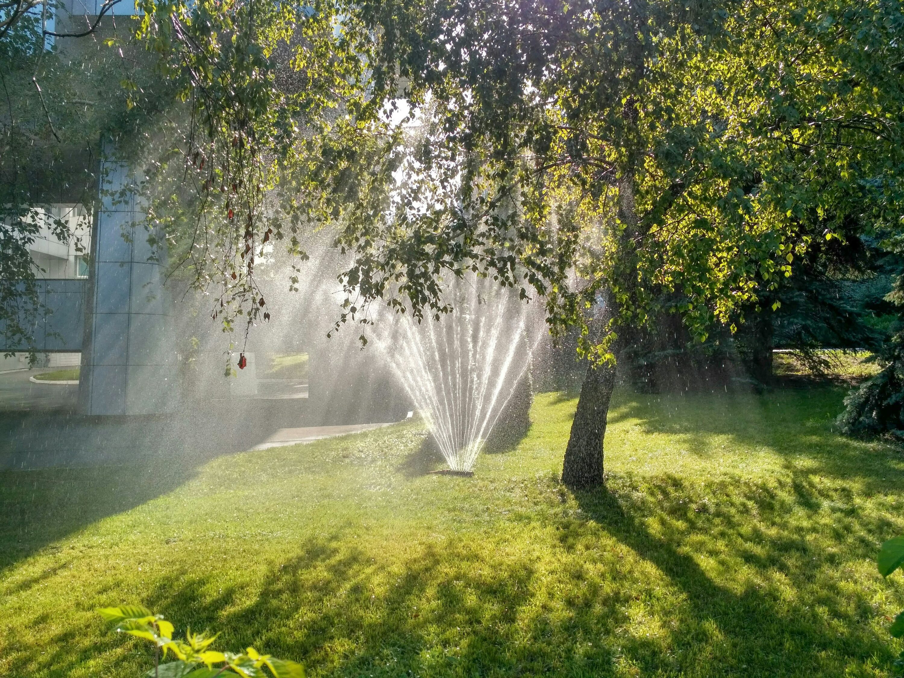 Arroseur automatique sur une pelouse verte en période de canicule