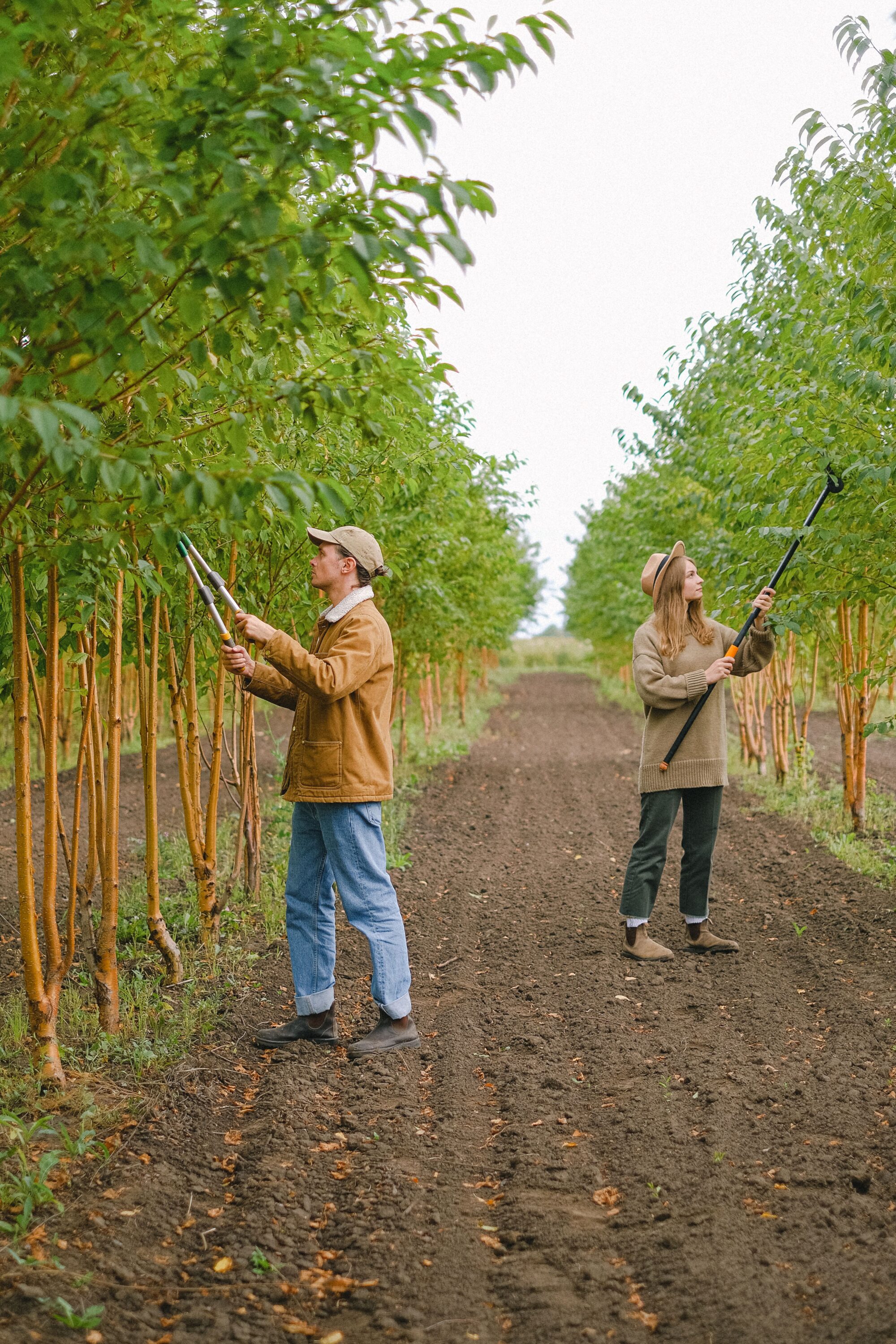 Taille sélective de branches pour espacer les végétaux autour d’un jardin
