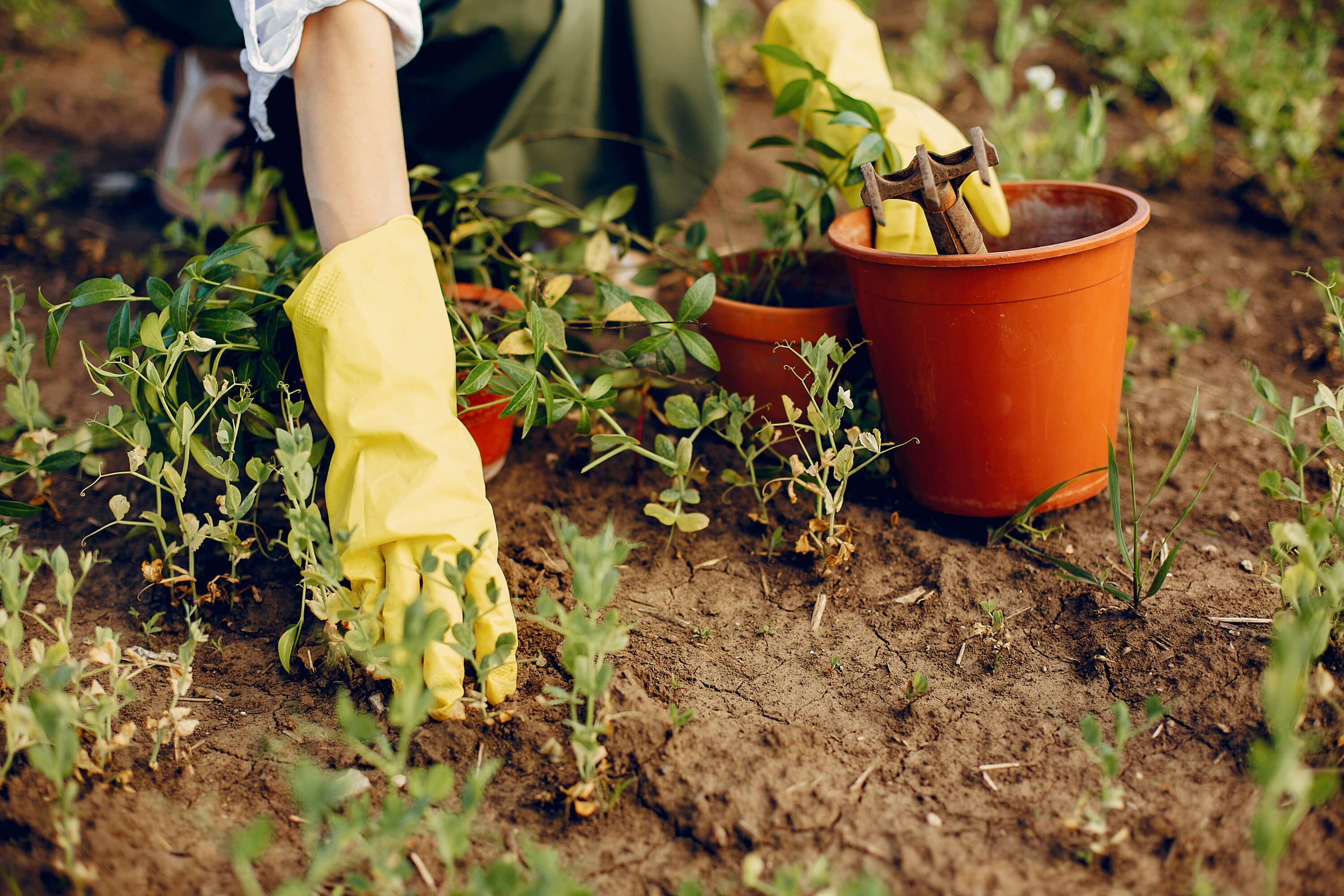 Préparer jardin automne bons réflexes septembre